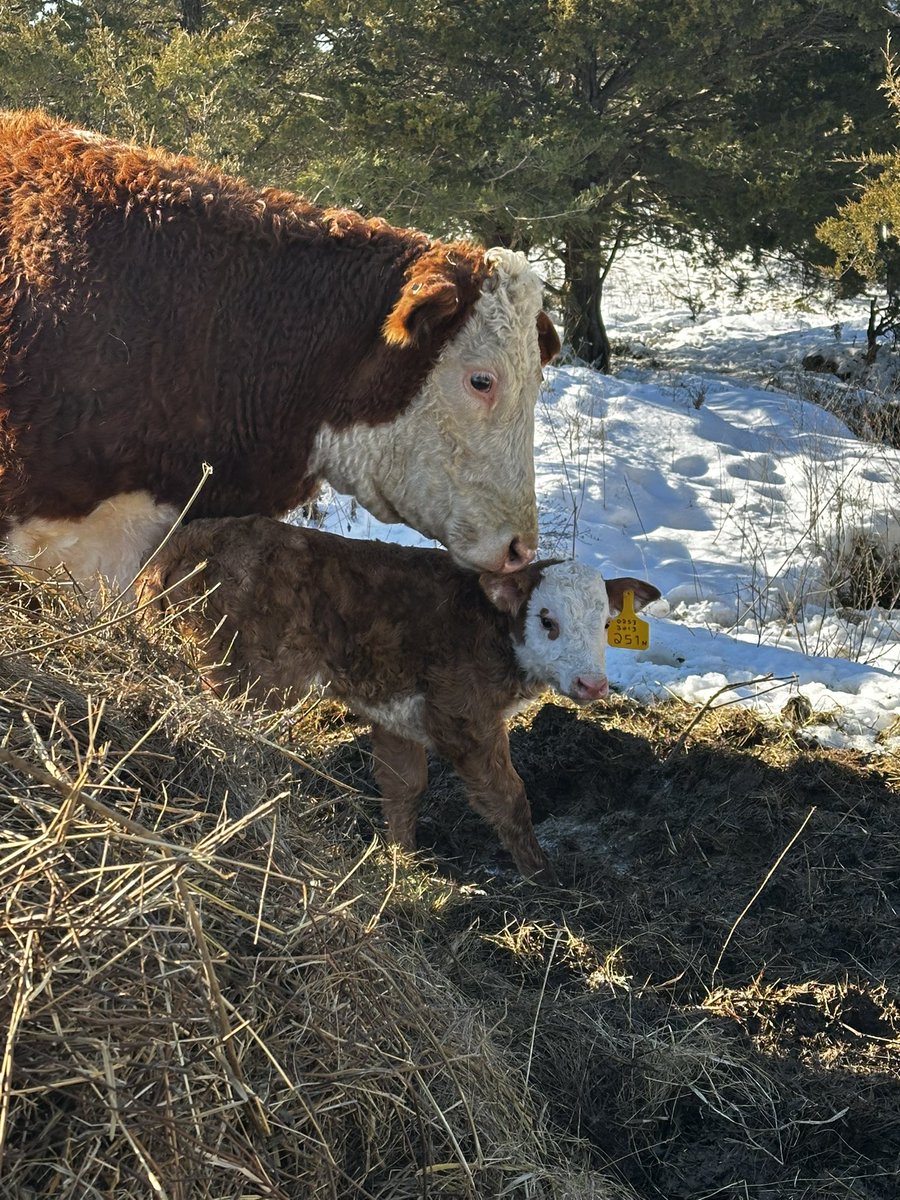 MoYield's tweet image. Undoubtedly my favorite time of the year #Calving25 #Beef
