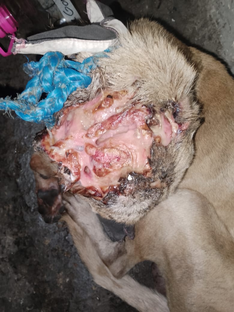 PerroUsuario Wof '•' tweet media