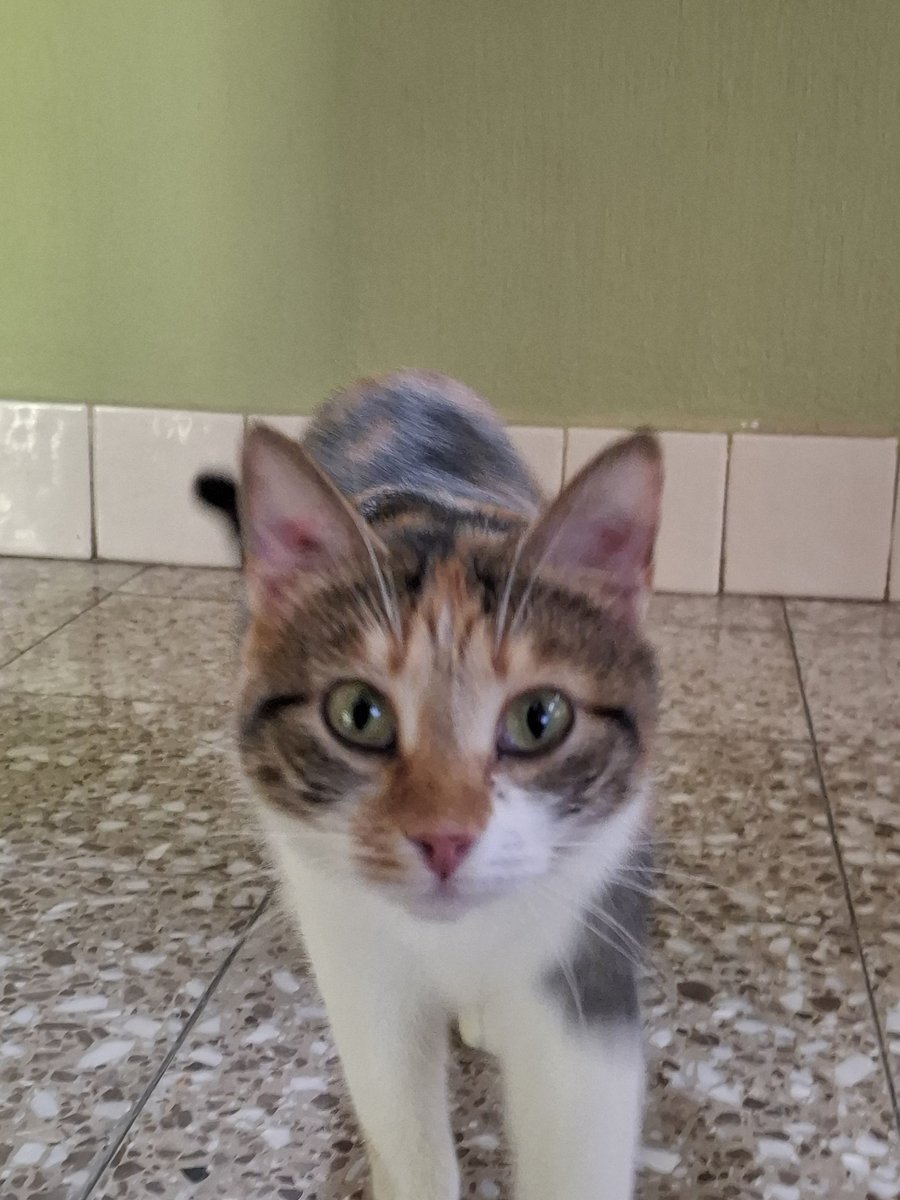 aleroloxi's tweet photo. En el mame de las vistas... Hoy presentamos MIAU. #Akeela https://t.co/IKbetC3Ry3
