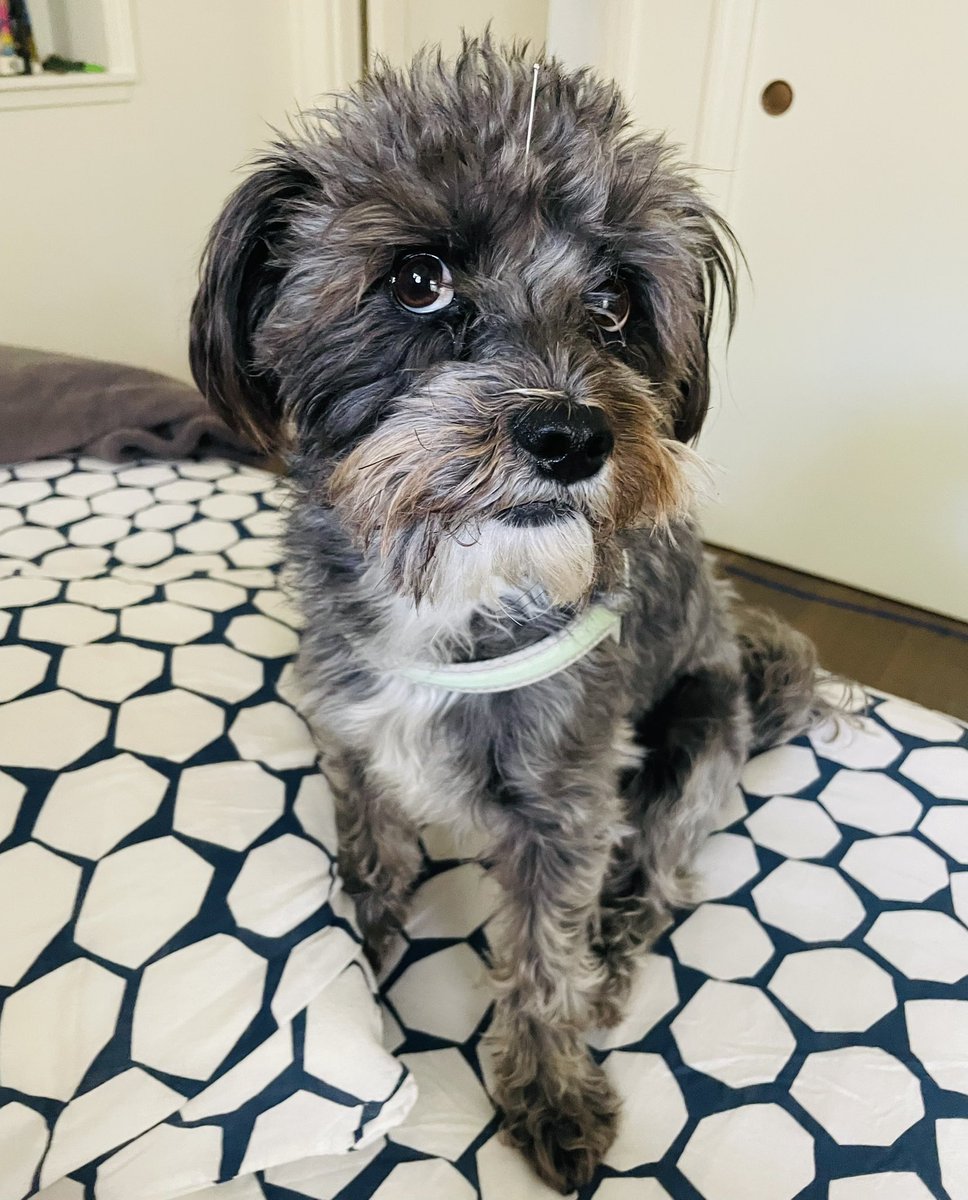 Meanwhile, back in Palo Alto Max got acupuncture! Amazing. Shabbat shalom!