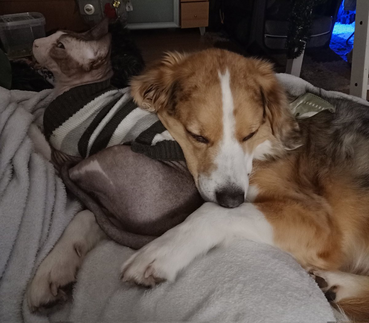 Bruderliebe 
#catanddog #katzeundhund 
#twitterrudel