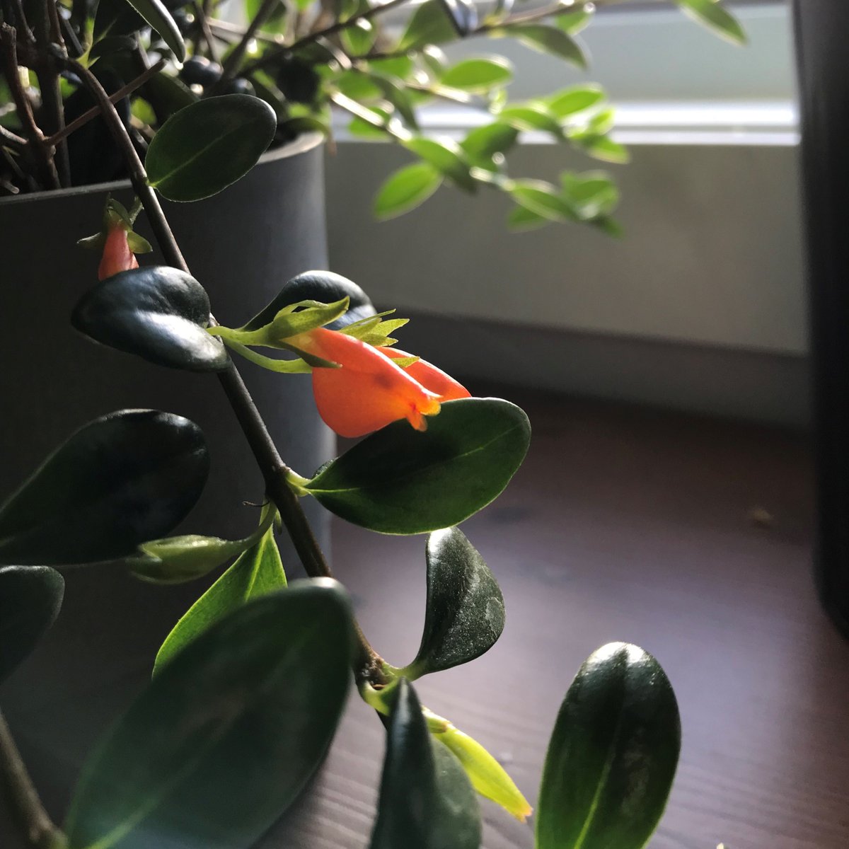 Nematanthus gregarius, also known as Goldfish plant.  
The blooms really do look like small goldfish :)