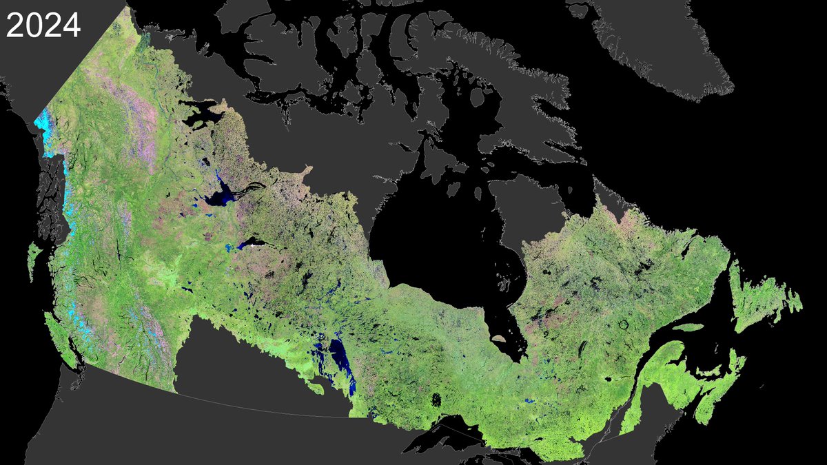 2024 mid-summer image composite of Canada's forests.🌲
Updating compositing methods and data sources. Now using 1000s of images per year of #opendata from Harmonized #Landsat #Sentinel2 (HLS). 30 m.
Data is key input to National Terrestrial Ecosystem Monitoring System (#NTEMS).🇨🇦