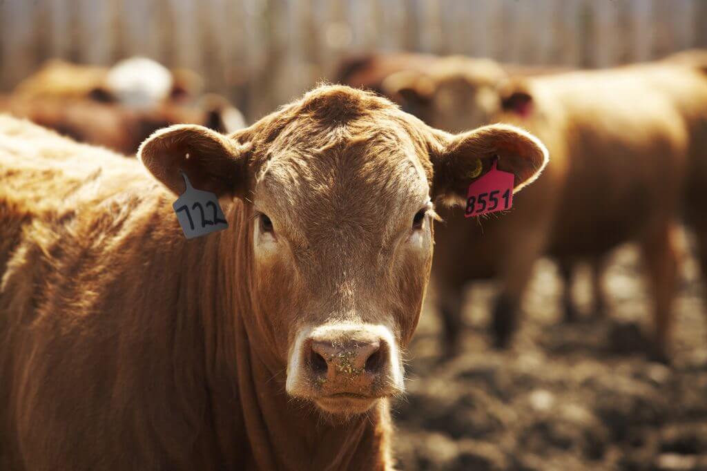 RealAgriculture (@realagriculture) on Twitter photo In this #BeefMarketUpdate, <a href="/AnneWasko/">Anne Wasko</a> of the Gateway Livestock Exchange discusses the strong and high prices across the board in the cattle markets this week: ow.ly/GZOM50UIOy8 #cdnag #ontag #westcdnag In this #BeefMarketUpdate, <a href="/AnneWasko/">Anne Wasko</a> of the Gateway Livestock Exchange discusses the strong and high prices across the board in the cattle markets this week: ow.ly/GZOM50UIOy8 #cdnag #ontag #westcdnag