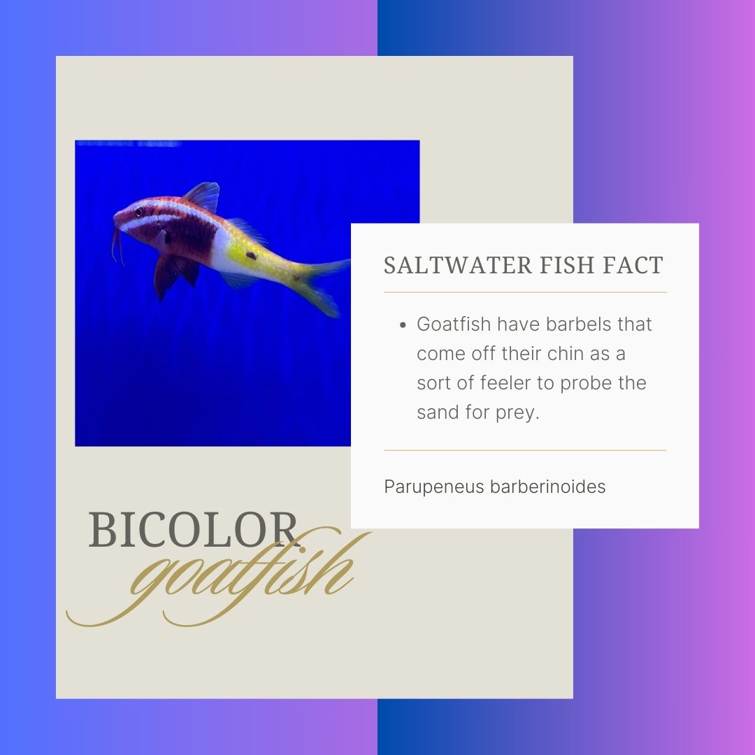 Fish_Crew tweet picture