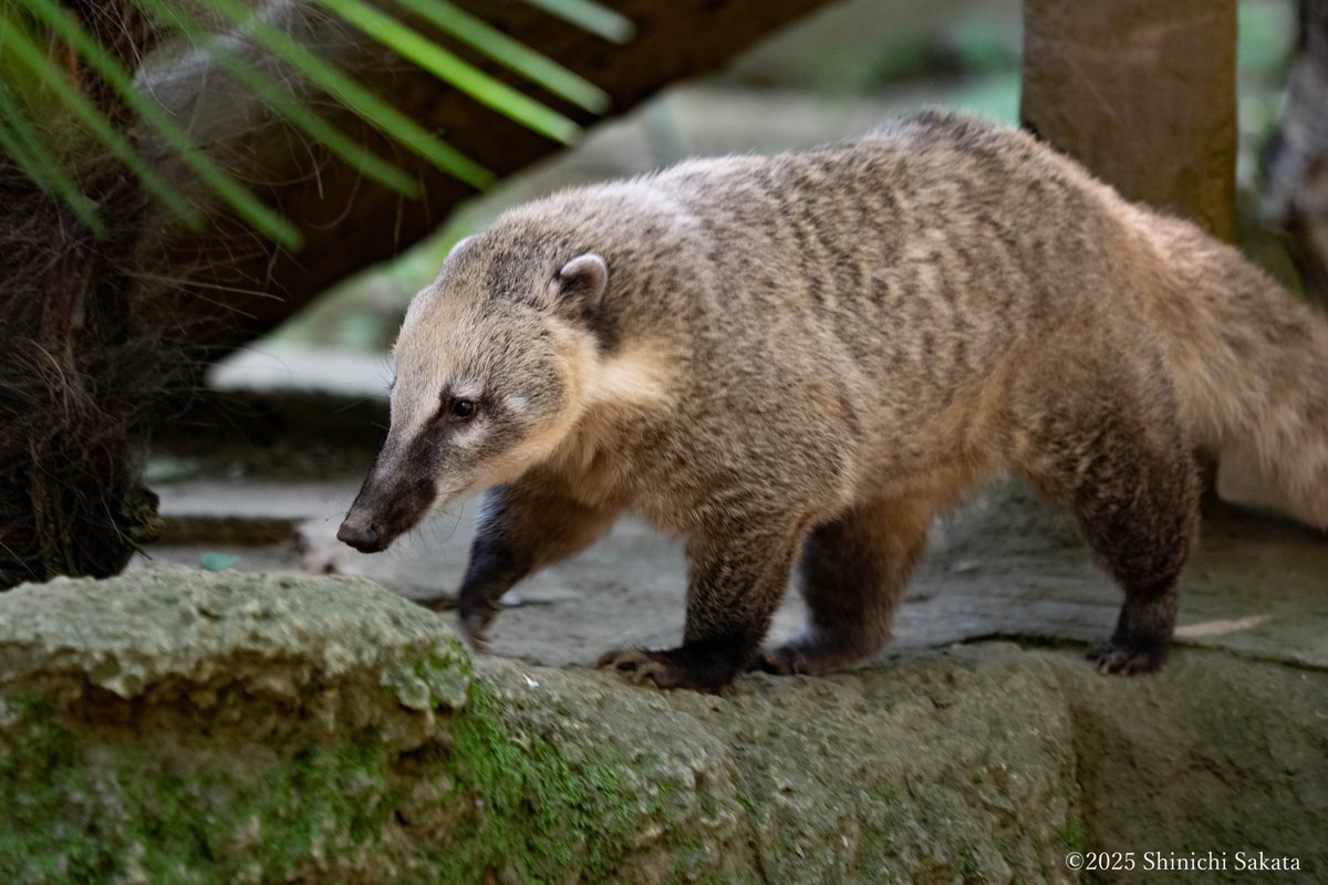 千葉市動物公園のアカハナグマさん。 
ここのアカハナアナグマさんは運動エリアが広いことでひょうひょうと歩いている姿をみているとその自然体な姿にほっこりさせられます。
だいたい檻（ガラス）展示のとこが多くないですか？
#千葉市動物公園 #アカハナグマ #動物園写真家 #ENJOYTHEZOO