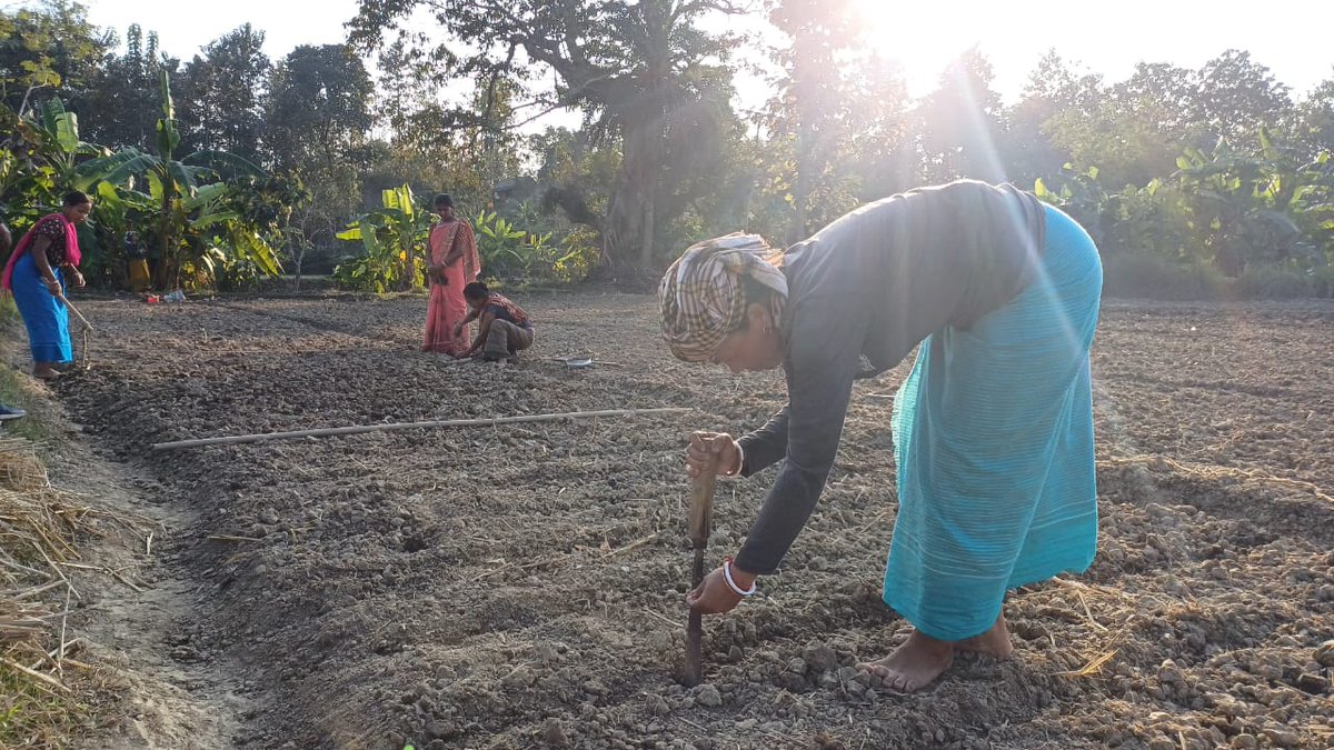 southtripuraDM's tweet photo. 🌻Mahila Kishans of Yapri Baksa VO, Ujjawayani CLF, Hrishyamukh RD block,South Tripura District have adopted sustainable practices like intercropping of Maize with Garden Pea in 04 kani land. 
✨This is under technical support from VPKAS Almora, Uttarakhand (1/2) https://t.co/aqf8YjKTPF