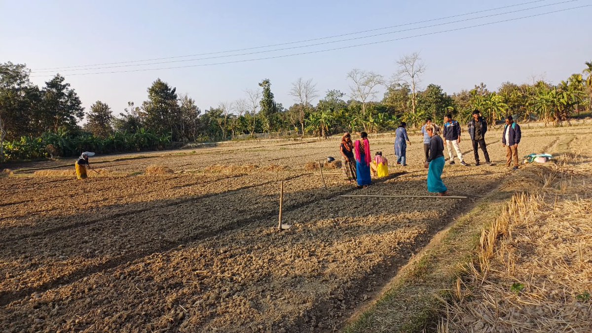 🌻Mahila Kishans of Yapri Baksa VO, Ujjawayani CLF, Hrishyamukh RD block,South Tripura District have adopted sustainable practices like intercropping of Maize with Garden Pea in 04 kani land. 
✨This is under technical support from VPKAS Almora, Uttarakhand (1/2)