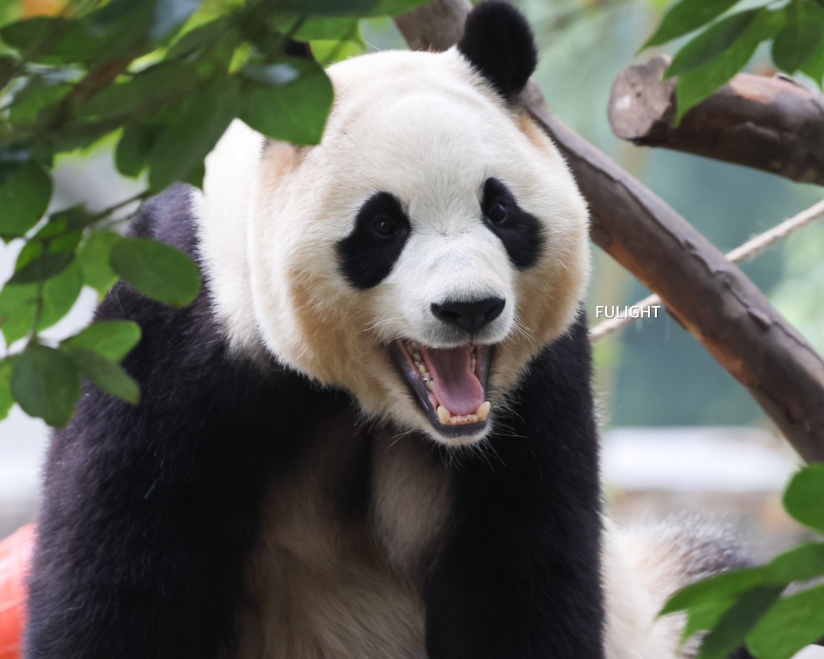 FULIGHT.BAO tweet media