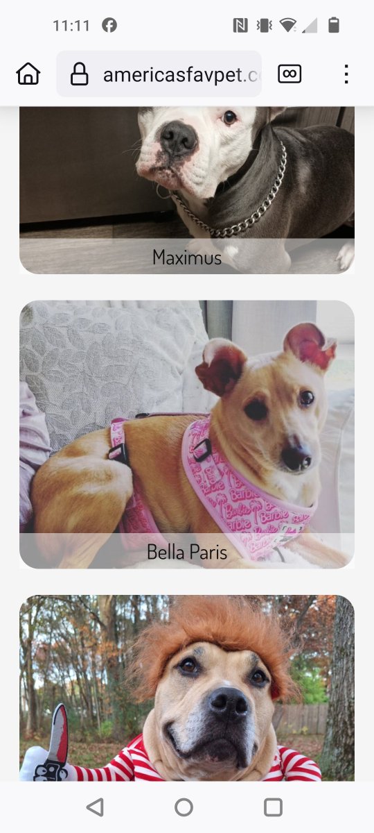 JessicaJune86's tweet photo. Bella Paris needs your help she's is in the top 20 #11 for America's Favorite pet!!
Vote daily Share Donate 🙏 😇 🩷 🐾

https://t.co/Gm3lxJhCpX https://t.co/oVFhB3SM84