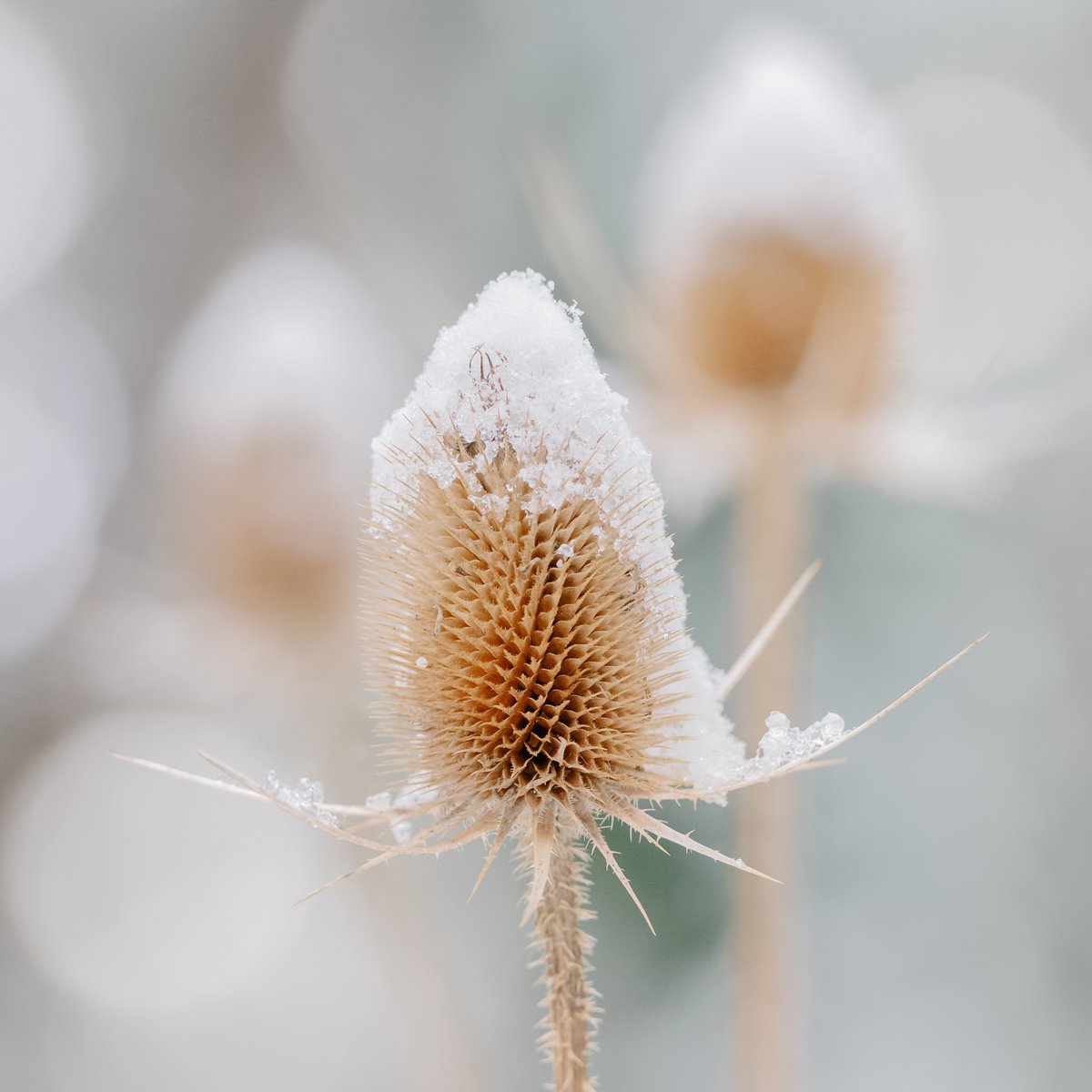 OiShot12's tweet photo. Getting down with the thistles

#NaturePhotography #landscapephotography #lawrencedgriffin #hasselblad #freelance #greybruce #kincardine #WINTER https://t.co/mBsvvx0H1r