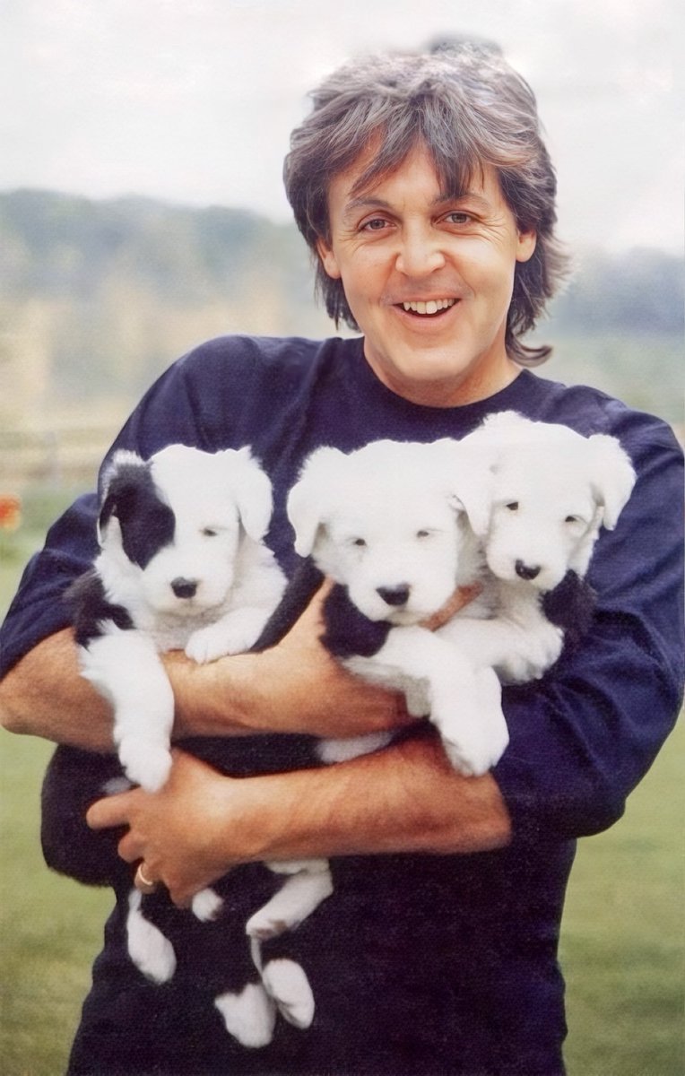 Paul McCartney holding English sheepdog puppies in the 1980s. 

These were probably Martha’s puppies or ‘grandchildren’.