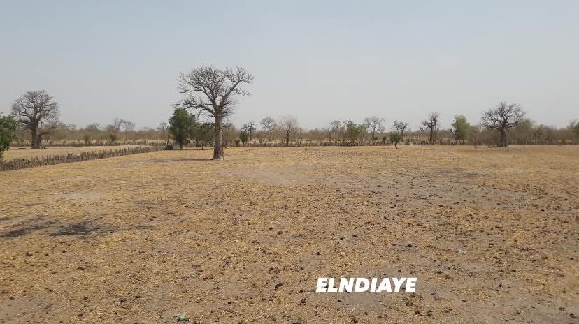 Elndiaye221's tweet photo. Trop sec le Fouta 🌳 le reboisement est la meilleure solution

#villagelife #village #NaturePhotograhpy https://t.co/XPm5gXSaxa