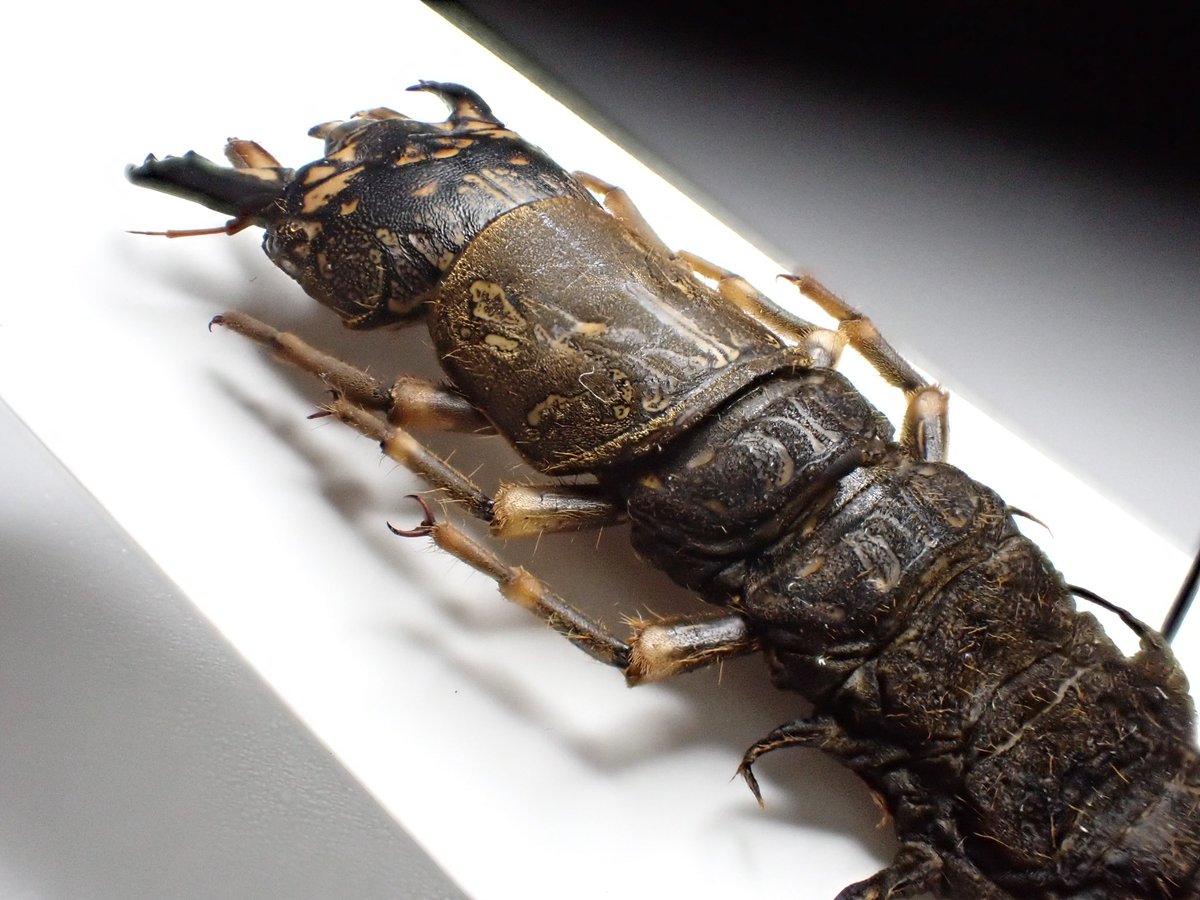 先日投稿したオオキバヘビトンボの孫太郎虫も1頭のみ販売。 成虫が巨大