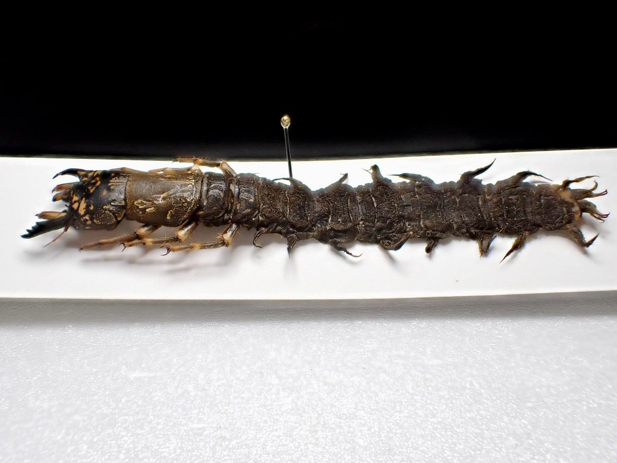 中国産　ヘビトンボ幼虫　89mm 中国産 ヘビトンボ幼虫 89mm