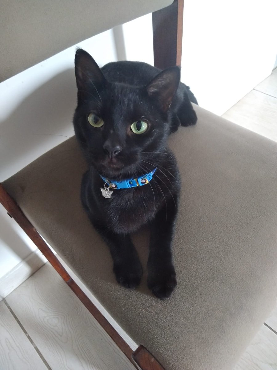 lore coer tweet media