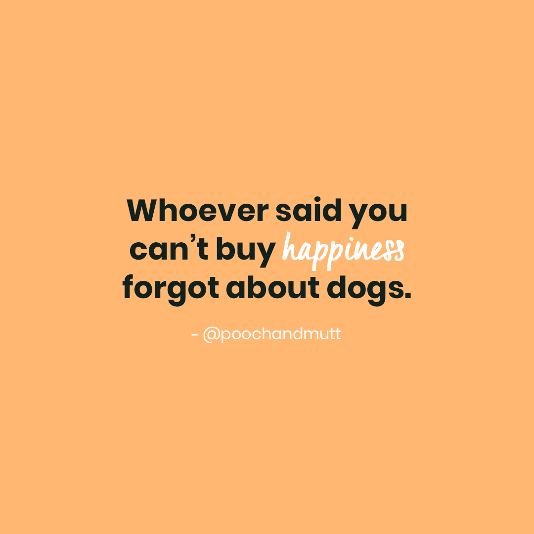 No January blues for us... we're too busy cuddling our pooches 💙

#PoochandMutt #DogQuotes #DogQuote  #Meme #Quotes