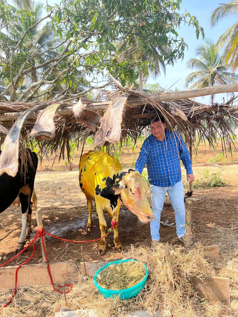 कर्नाटक में मकर संक्रांति पर गायों के हल्दी लगाई जाती है