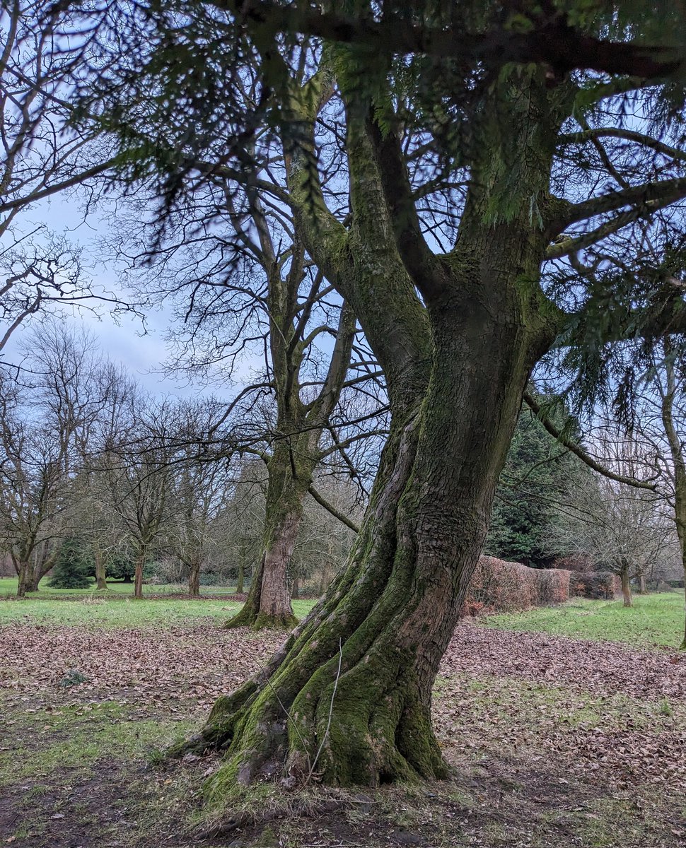 Liz Cullinane (@liznangel3) on Twitter photo <a href="/IrishRainforest/">Eoghan Daltun ๐</a> The character of time written in the trees; cold winters, heat, encounters with wind & humans.
#TreesAreMyBestFriends yours too <a href="/IrishRainforest/">Eoghan Daltun ๐</a> The character of time written in the trees; cold winters, heat, encounters with wind & humans.
#TreesAreMyBestFriends yours too