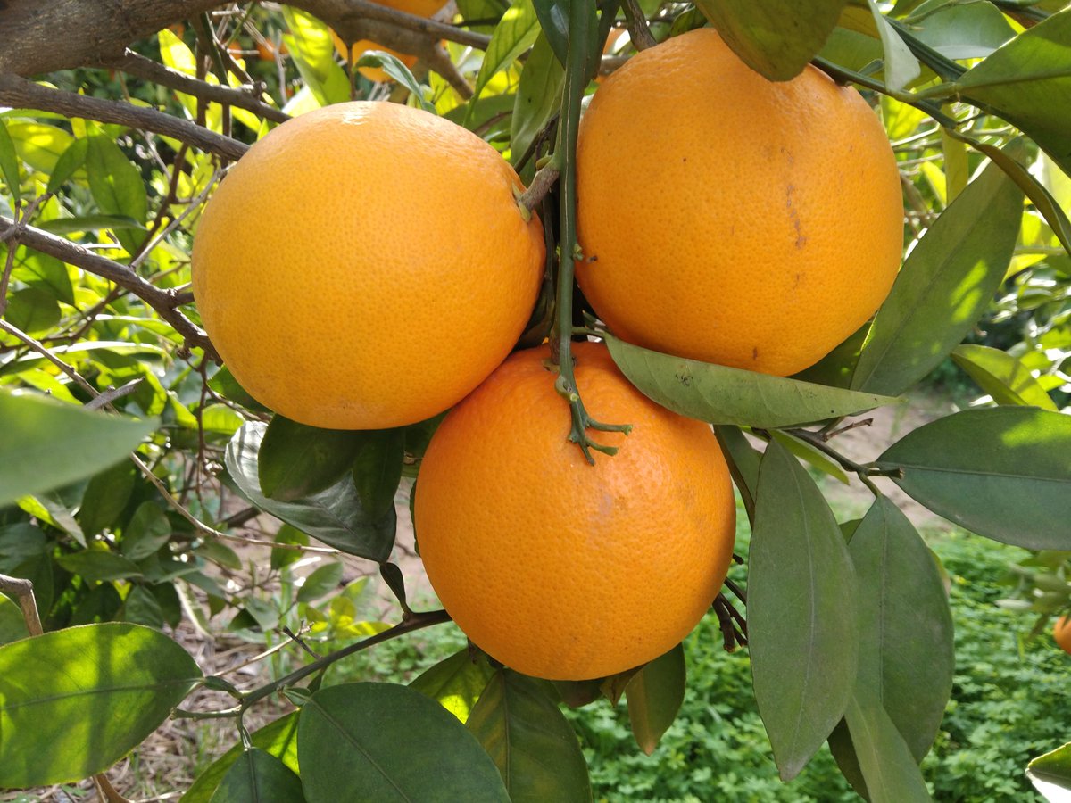 Ismael Navarro 🍊 tweet media