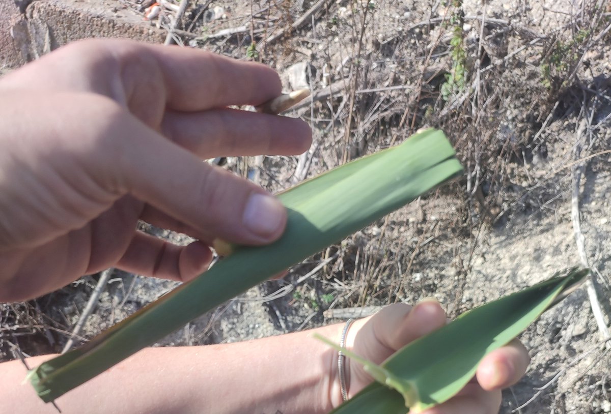 Nunca eres demasiado mayor para una carrera de barquitos por la acequia...😍😂.