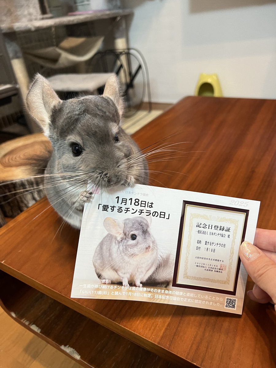 chinchillamar10's tweet photo. 今日は愛するチンチラの日✨️
どうしても紙を噛みたい子で、こんな写真達に…

まりもさんは左目の目やにとくしゃみでお薬を飲んで治療中ですが、有難い事に順調に治って来ています🐹✨️

全てのチンチラさんと主様達の、健康と愛に溢れた日々をお祈りしています🍀✨️

 #愛するチンチラの日 https://t.co/XZ2ss274vL