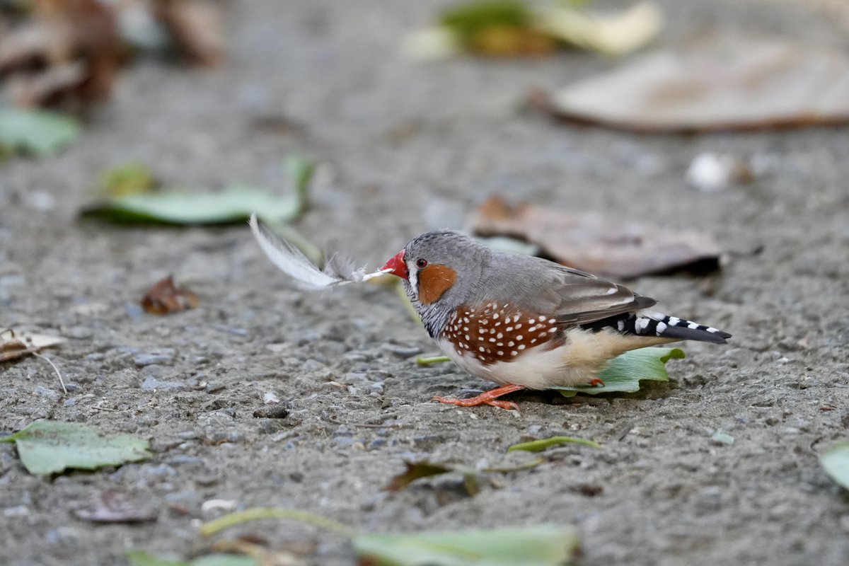 kida_handpan's tweet photo. #キャンベルタウン野鳥の森写真展
#tamron #A067 https://t.co/eu34hb7cOj