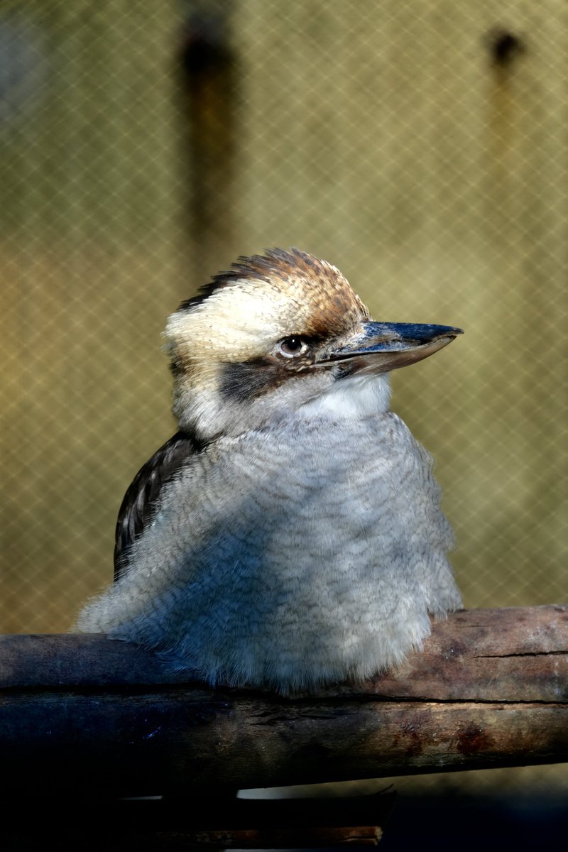 kida_handpan's tweet photo. #キャンベルタウン野鳥の森写真展
#tamron #A067 https://t.co/eu34hb7cOj