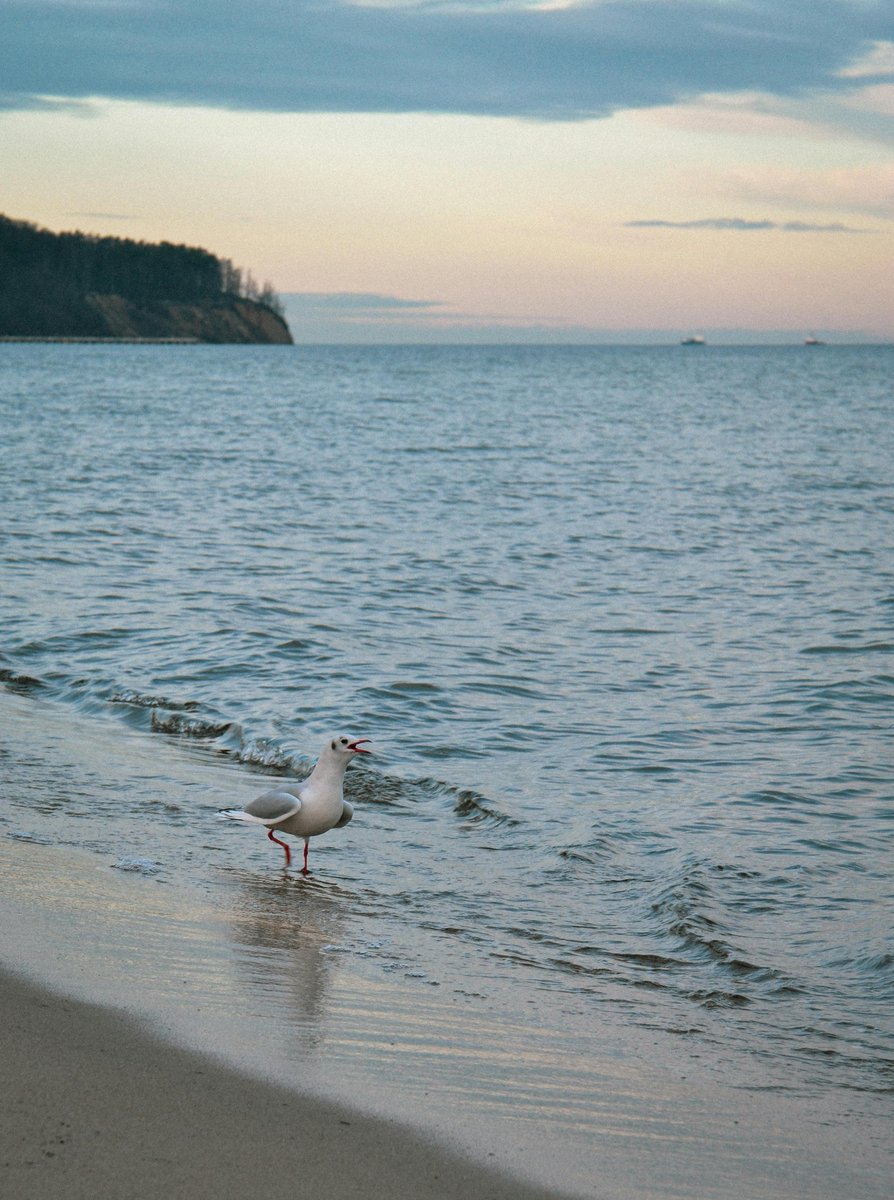 SunsetStats's tweet photo. Serene scene of a seagull wading at a tranquil beach during sunset. Photo by Aleksandra Larry. #sunset #sunsetstats #goldenhour #photography #nature https://t.co/mYrMT5cz01