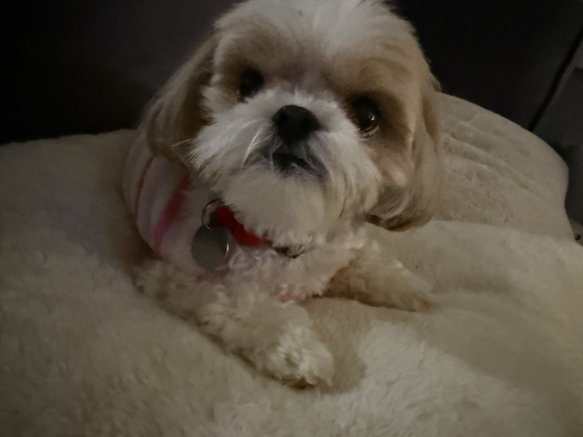 mgarcia1701temp's tweet photo. @12suggie34 @OfficialOPLive @ReelzChannel @LegionD11 Good evening to you too! Abby says hello πLike every weekend, watching @OfficialOPLive on @ReelzChannel π₯°β€οΈπΎ
#DogsOfOPLive #OPLive #OnPatrolLive #OPNation #REELZ https://t.co/Wyghg8B7hA