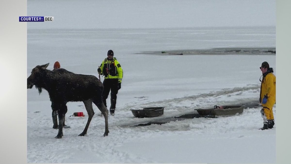 .<a href="/NYSDEC/">New York State Dept. of Environmental Conservation</a> responds to #IndianLake to rescue moose from ice trib.al/yBiRBEx
