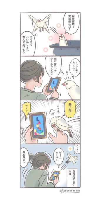 かいぬしの邪魔だけして去っていく文鳥
#文鳥 
#4コマ漫画 