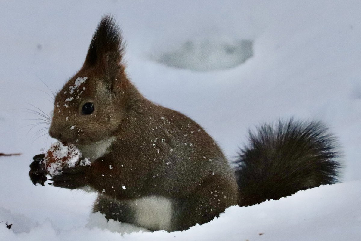 hepbern24's tweet photo. R7  1/18
雪の下から胡桃掘り掘りシリーズ🐿️
今年も相変わらずリス😅😅

#冬リス #北海道　#野生動物
#エゾリス写真部 https://t.co/nTFlPKVS87