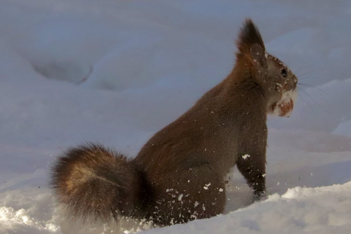 hepbern24's tweet photo. R7  1/18
雪の下から胡桃掘り掘りシリーズ🐿️
今年も相変わらずリス😅😅

#冬リス #北海道　#野生動物
#エゾリス写真部 https://t.co/nTFlPKVS87