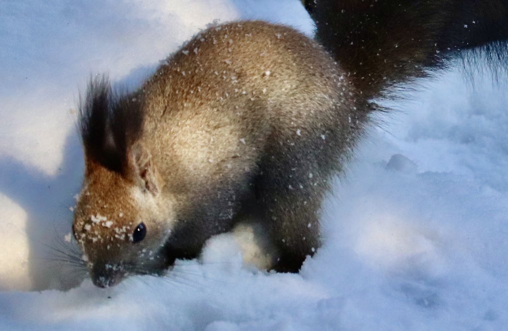 hepbern24's tweet photo. R7  1/18
雪の下から胡桃掘り掘りシリーズ🐿️
今年も相変わらずリス😅😅

#冬リス #北海道　#野生動物
#エゾリス写真部 https://t.co/nTFlPKVS87