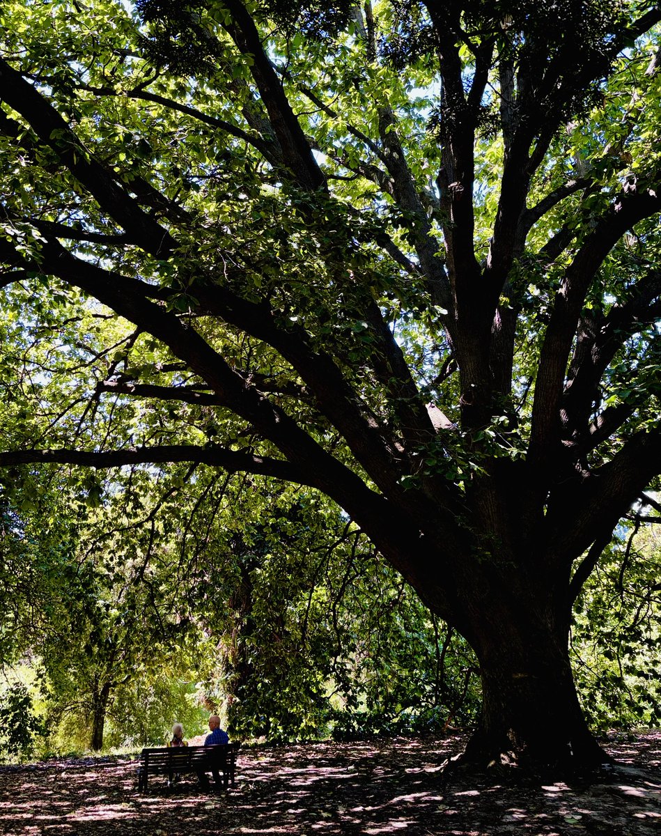The importance of trees. #melbourne #botanicalgardens