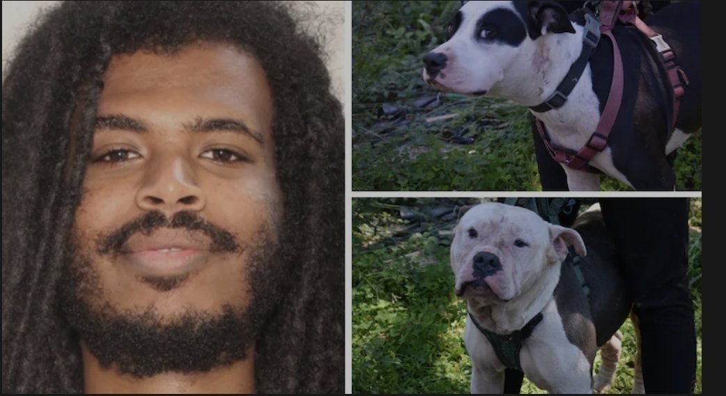 Don't go to people's houses. He's Somali, not FBA. An intruder was mauled to death by the homeowner’s dogs, according to investigators with the Coweta County Sheriff’s Office. Family got a gofundme. The homeowner found Alex Abraha dead on the front porch upon returning home
