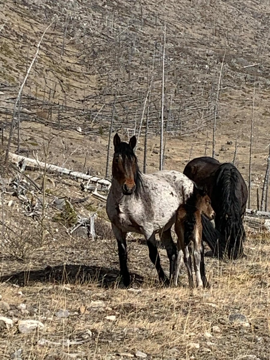 TheWildieWest's tweet photo. We’re excited to bring you Part 2 of our interview with the wonderful Dr. Claudia Notzke in just 24 hours! 
This episode includes an exclusive story that you won’t want to miss.
https://t.co/F0dZF2IxdT
·
·
#thewildiewest  #voicesforwildhorses #handsoffourwildhorses #wildlife https://t.co/Dz10lV7Asg