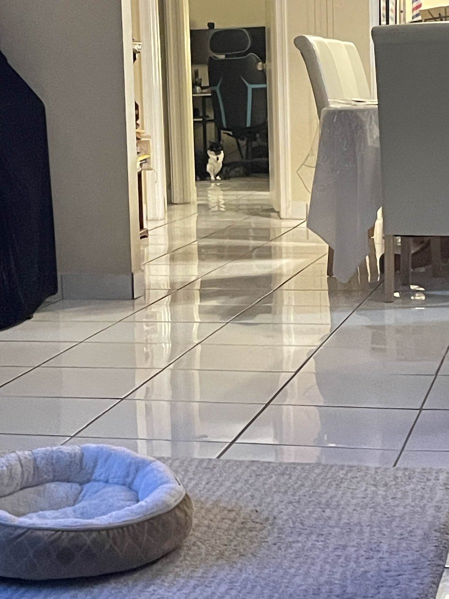 RamonaVerse's tweet photo. hello....... can you see me....... https://t.co/fIKuWuTsvd
