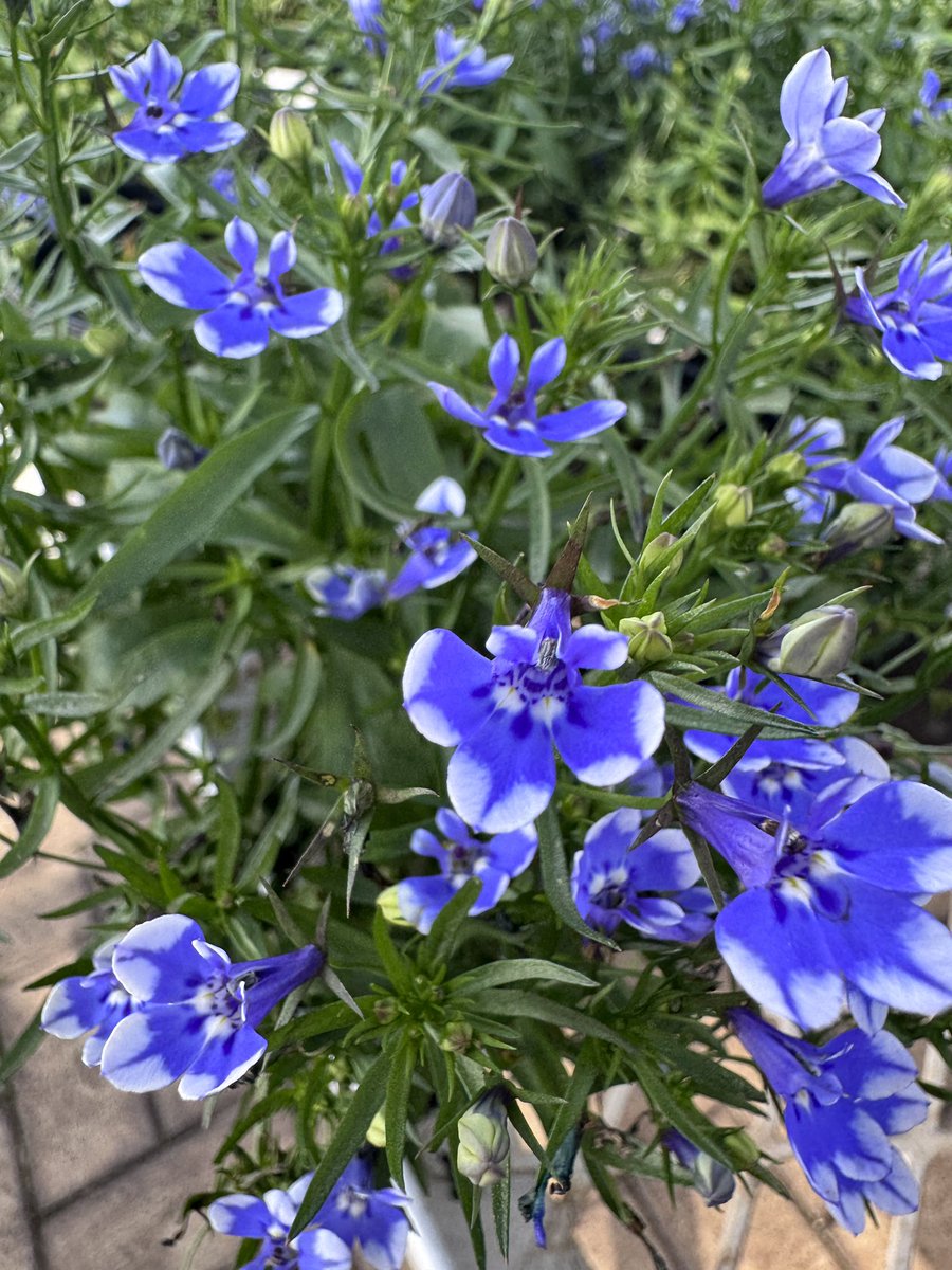 EckardsGarden's tweet photo. Potted Lobelia with its two tone flowers are super dainty in our forecourt this week. Grow this cascading bedding plant on the edge of a container in morning sun afternoon shade 🌸 #eckardsgarden https://t.co/GCk3G6OiI5
