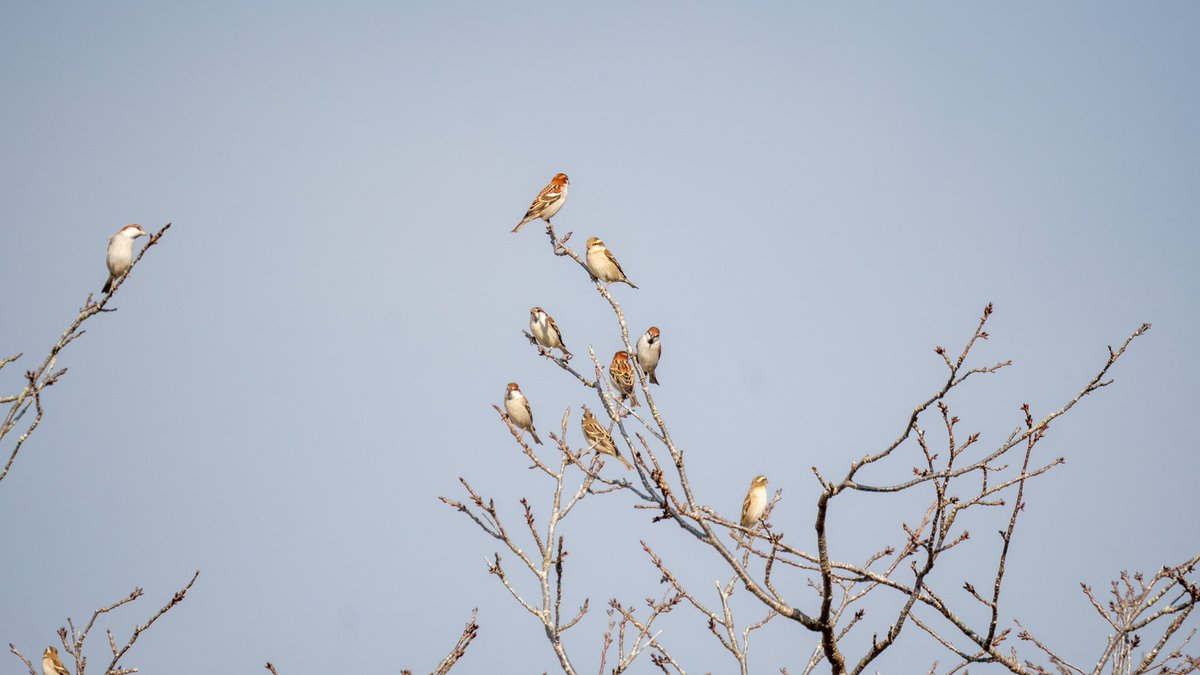 ksakabe's tweet photo. ニュウナイスズメが元気に鳴いていました。 #russetsparrow #野鳥 #bird #a057 #鹿児島 #kagoshima https://t.co/UXh1dRWLJ6
