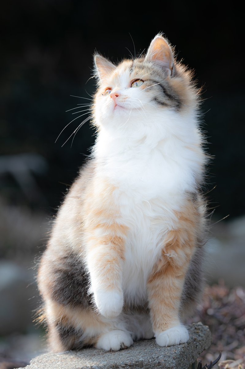 狐仙人乃弟子 トコノ オルタ tweet media