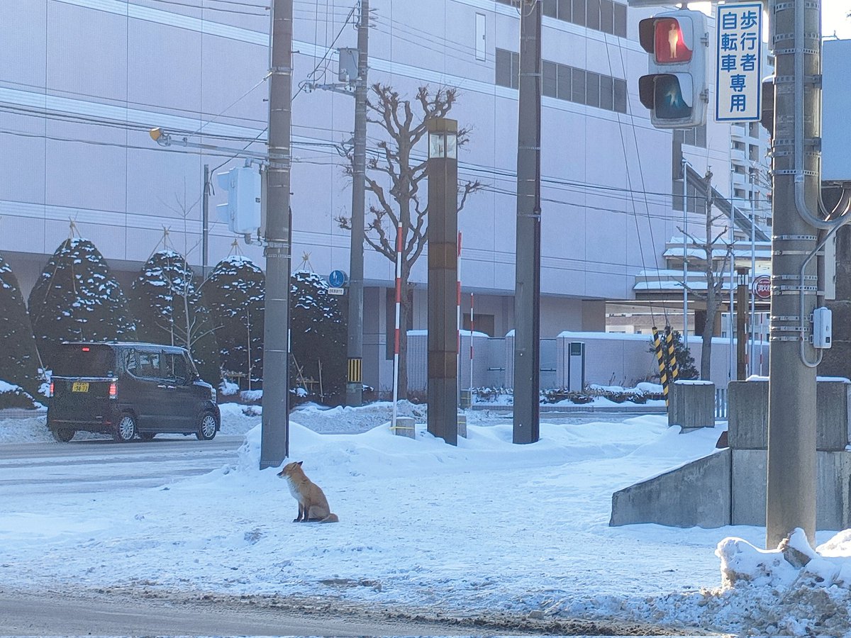 niseko_iju's tweet photo. 札幌のキツネさんは信号待ち出来るんですね https://t.co/MOcJBEDHtm