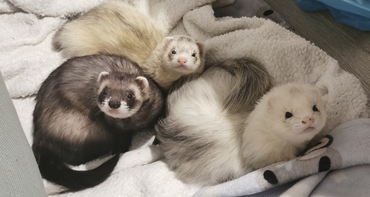 Laimu / Limealicious 🍋‍🟩 tweet media