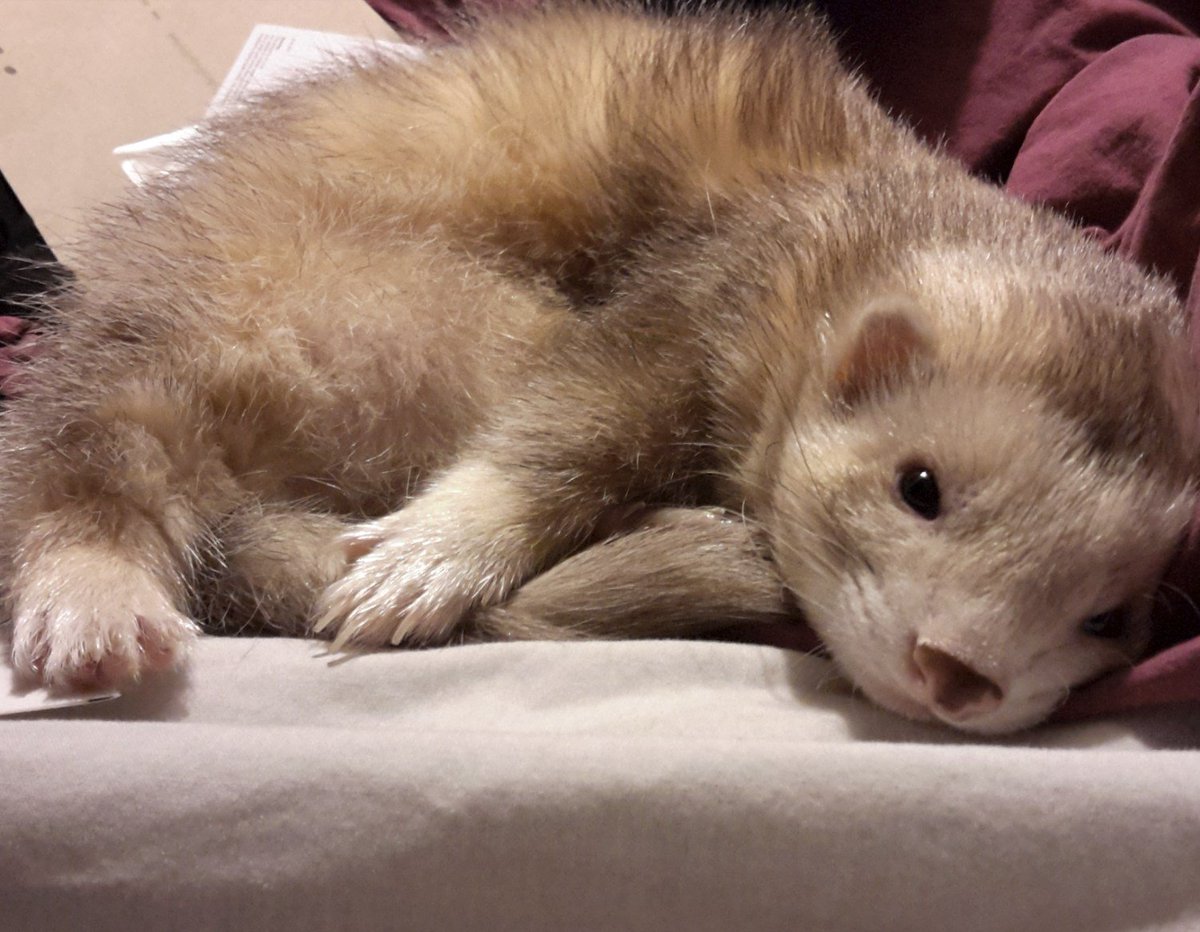 Laimu / Limealicious 🍋‍🟩 tweet media