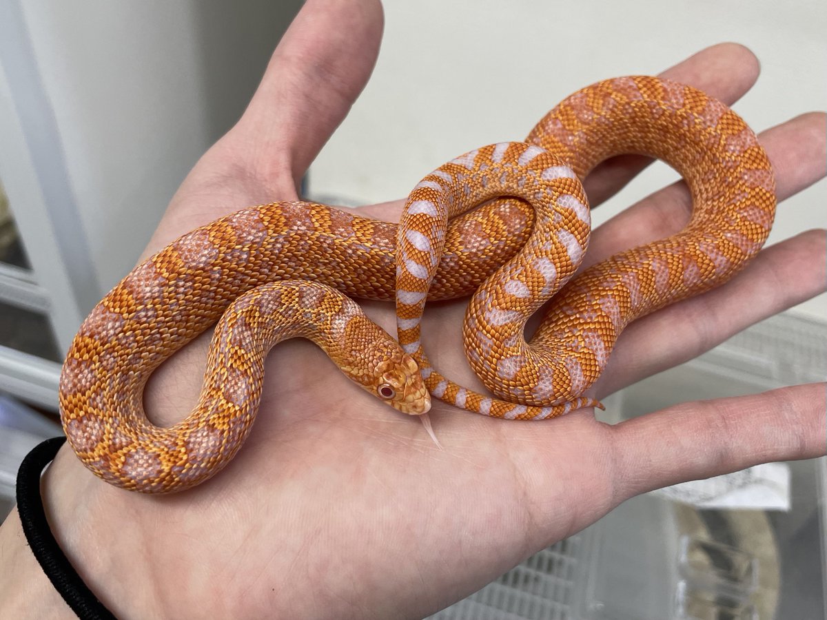 ヒ*ロ様 ☘️ スペシャルイベント☘️ラスト2☘️371 ❤️超希少