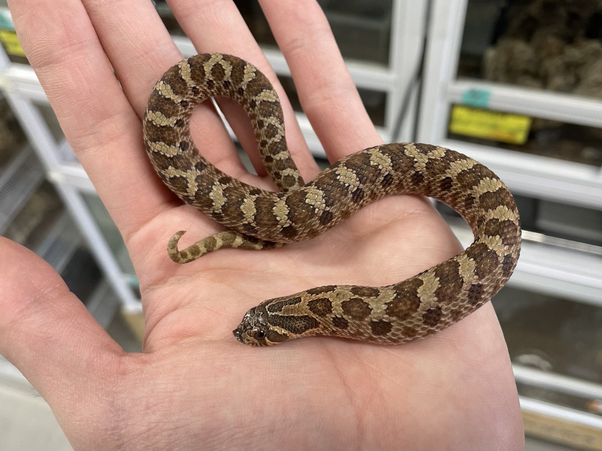 爬虫類倶楽部中野本店 本アカウント on X