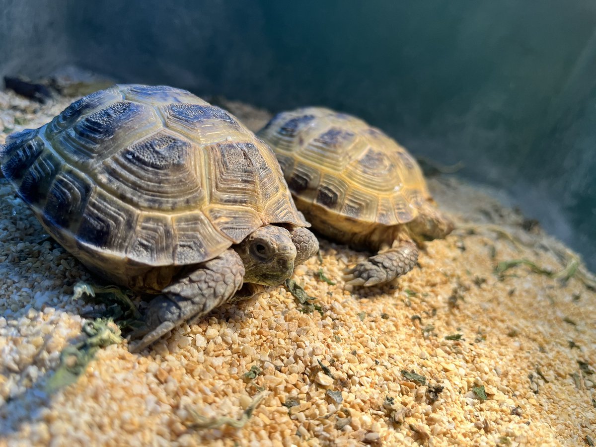 reptilespro03's tweet photo. 閉店に際して、本日より閉店セールを開催いたします🙂

通常のセールよりお迎えしやすい金額になっております！
合わせて店内のケージ類も全て販売しますので、是非最後に姫路店まで足をお運びください✨

 #れぷたいるずプロ #爬虫類専門店 #爬虫類ショップ https://t.co/r4Ke2ZOfTh