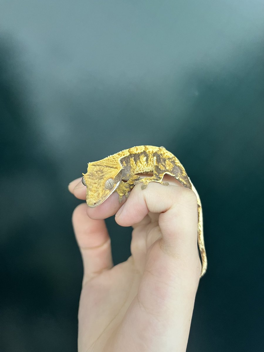 reptilespro03's tweet photo. 閉店に際して、本日より閉店セールを開催いたします🙂

通常のセールよりお迎えしやすい金額になっております！
合わせて店内のケージ類も全て販売しますので、是非最後に姫路店まで足をお運びください✨

 #れぷたいるずプロ #爬虫類専門店 #爬虫類ショップ https://t.co/r4Ke2ZOfTh