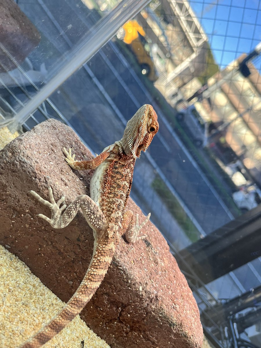 reptilespro03's tweet photo. 閉店に際して、本日より閉店セールを開催いたします🙂

通常のセールよりお迎えしやすい金額になっております！
合わせて店内のケージ類も全て販売しますので、是非最後に姫路店まで足をお運びください✨

 #れぷたいるずプロ #爬虫類専門店 #爬虫類ショップ https://t.co/r4Ke2ZOfTh